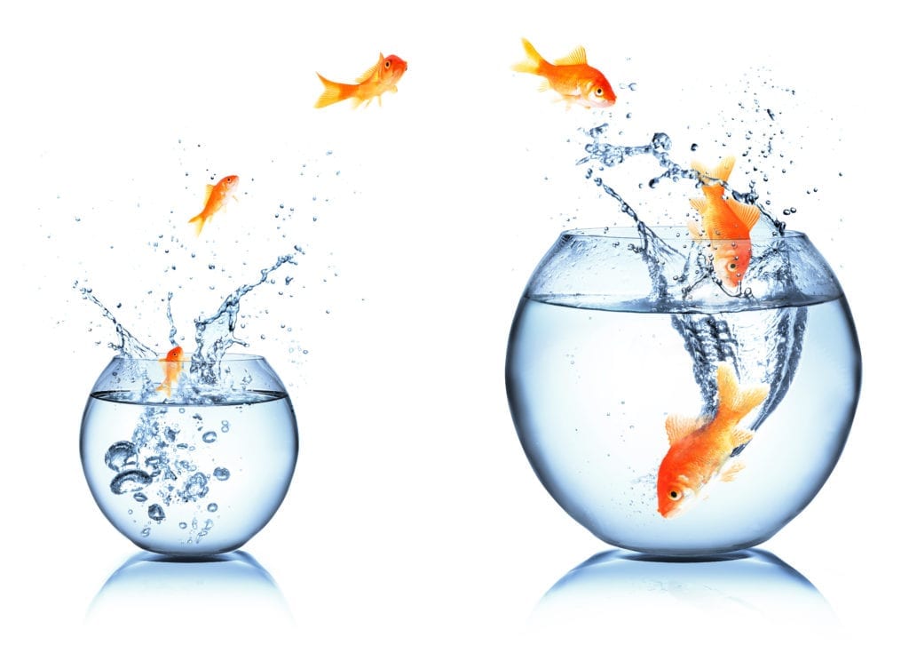 fish are jumping from a small bowl to a large bowl to demonstrate growth and expansion